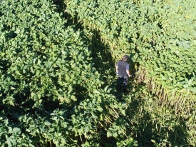 05-MAY_-Assessing-drymatter-yield-in-a-Bombardier-EG-kale-crop-prior-to-its-winter-grazing-scaled.jpg