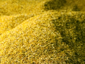 Agricote seed