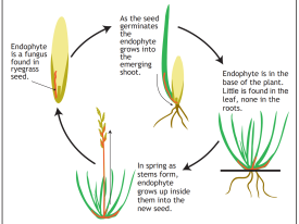 Endophyte life cycle