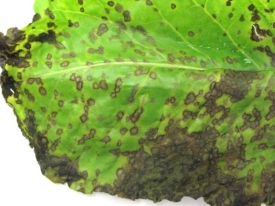 Fodder beet diseases - cercospora leaf spot