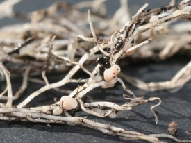 Nodules close up_300.jpg