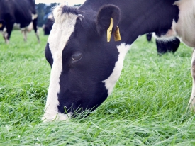 PM-P84_Cows-on-Bealey-LUDF-April08-scaled (1).jpg
