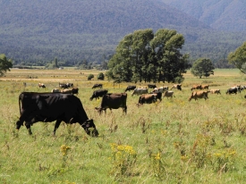 Poor-dairy-pasture_West-Coast-4-scaled.jpg