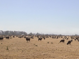 Sheep on dry.jpg
