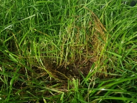 Dead-tillers-in-pasture.jpg