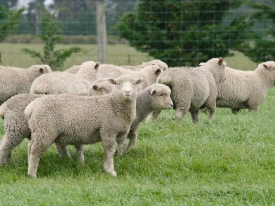P-124-Finishing-lambs-3-scaled.jpg