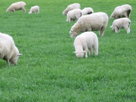SheepBealey-006-trimmed.jpg