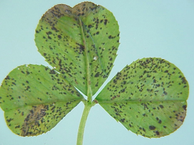 Sooty blotch