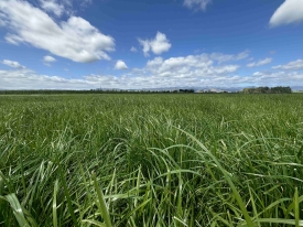 p-127-result-of-consistent-grazing-scaled.jpg