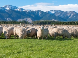 sheep-beef-varieties-link.jpg