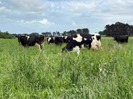 dairy_cows_on_long_pasture.jpg
