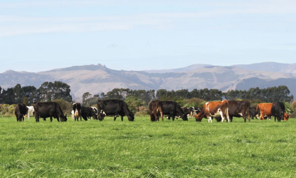 Cow pic 4front.png
