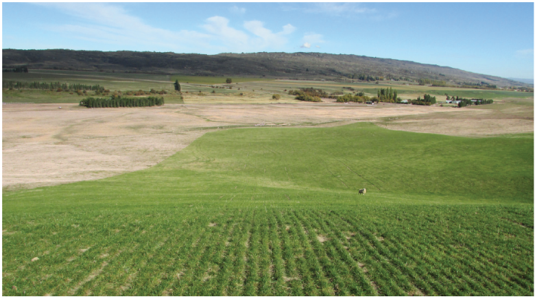 Pg 15 - Rohan spreading perennial ryegrass - easy to manage - photo.png