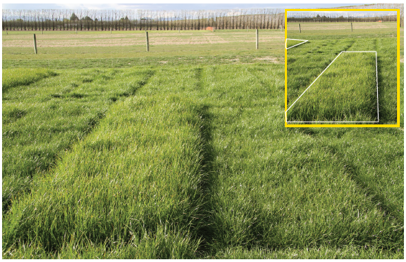 Pg 17 - Tyson perennial ryegrass - Start spring earlier - photo.png
