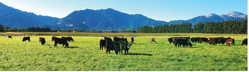 Pg 26 - Shogun NEA12 hybrid ryegrass - Sowing Shogun - Photo.png
