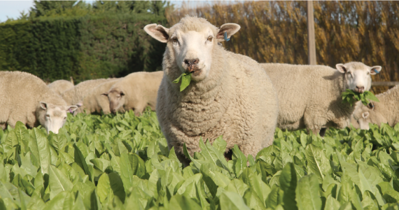 pg 61 - Chicory 501 - Photo 2.png