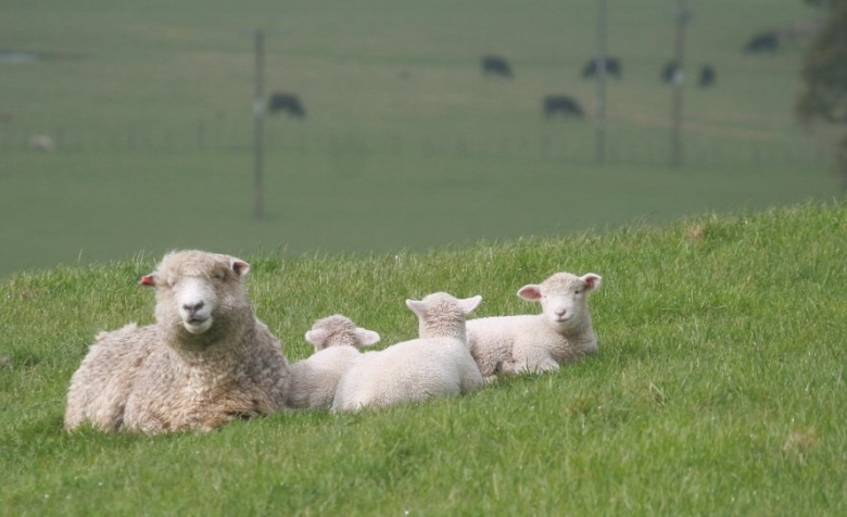 AB ewe feed 1.jpg