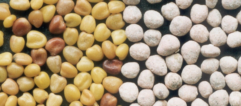 Bare white clover seed, left, compared with coated seed.