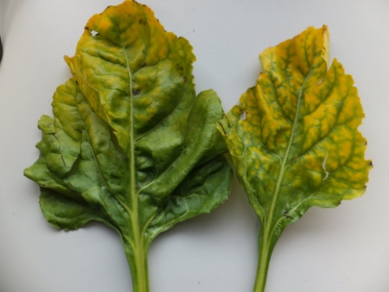 Fodder beet diseases - BWYV infection of fodder beet leaves