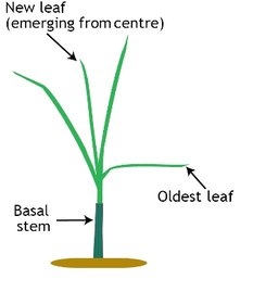 Max rye growth 2.jpg