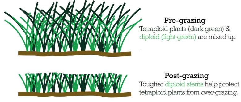 Mixing ryegrasses.jpg