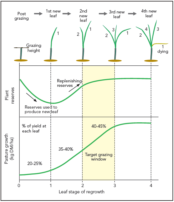 Pg 100 - Principles of ryegrass grazing - Regrowth energy reserves & yield per leaf - graph.png