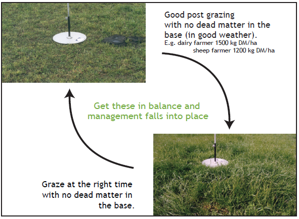Pg 101 - Principles of ryegrass grazing - grazing - diagram.png