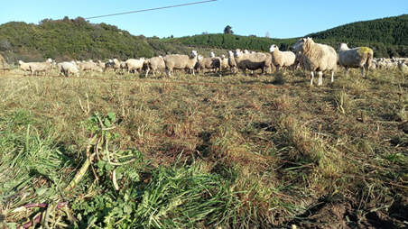 Sheep grazing (1).png