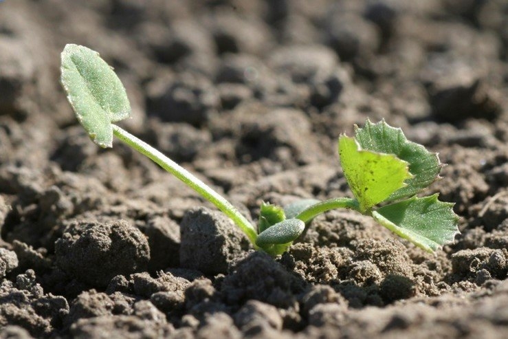 White clover germinates (1).jpg