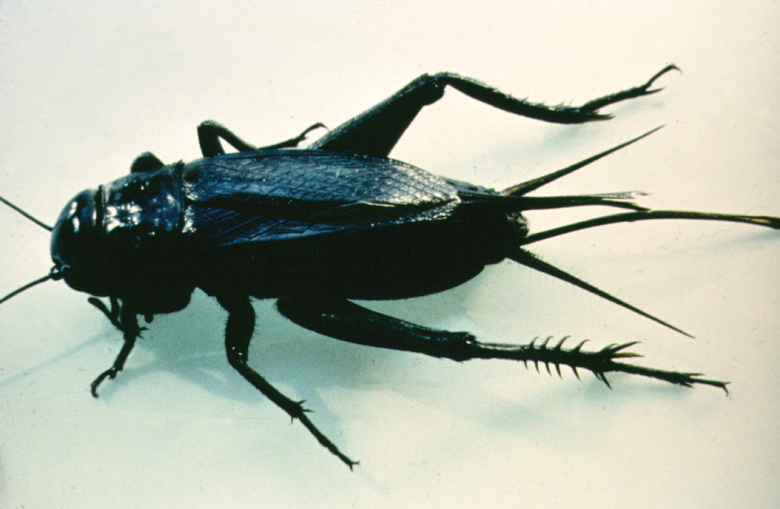 Black field cricket