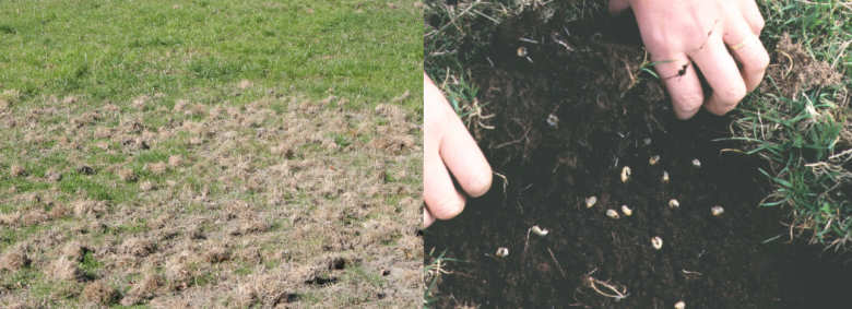Grass grub 