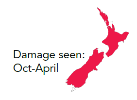 AS NZ