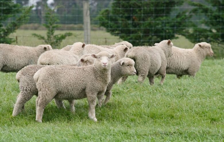 P-124-Finishing-lambs-3-scaled.jpg