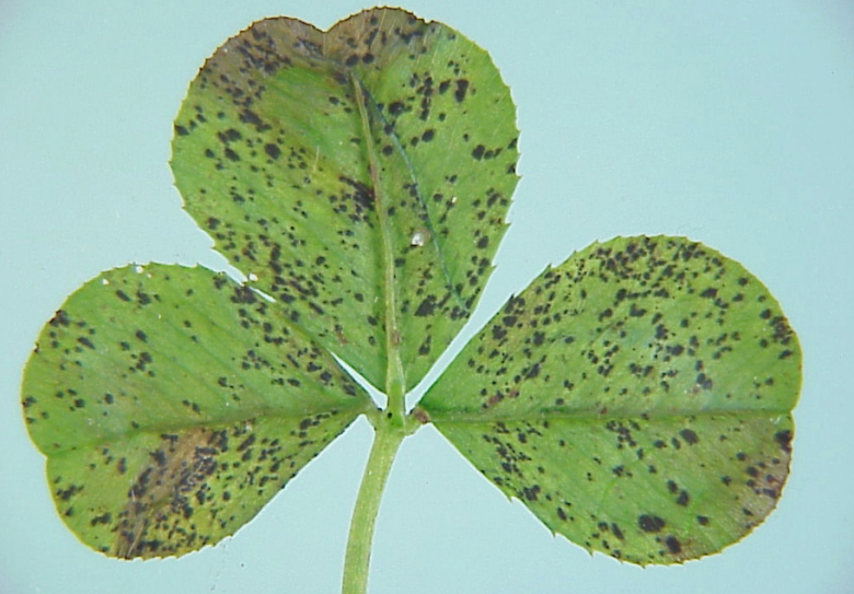 Sooty blotch