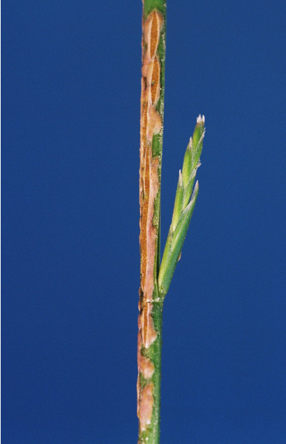 Stem rust