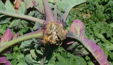 Wire stem in swedes