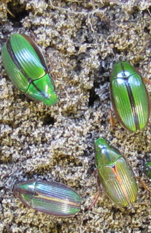 manuka beetle