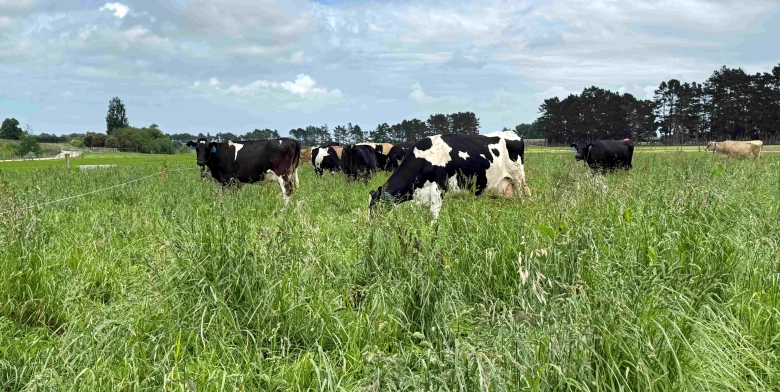 dairy_cows_on_long_pasture.jpg