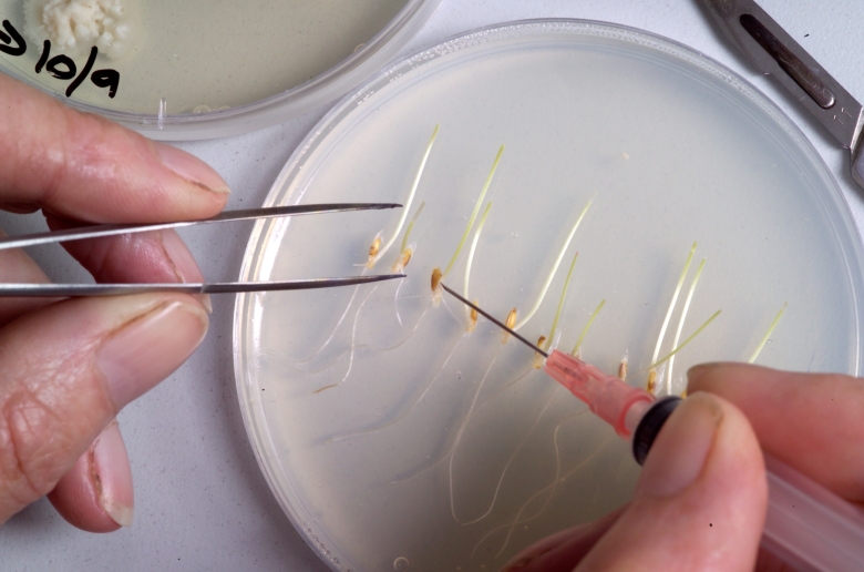 Agar plate w seeds Sm