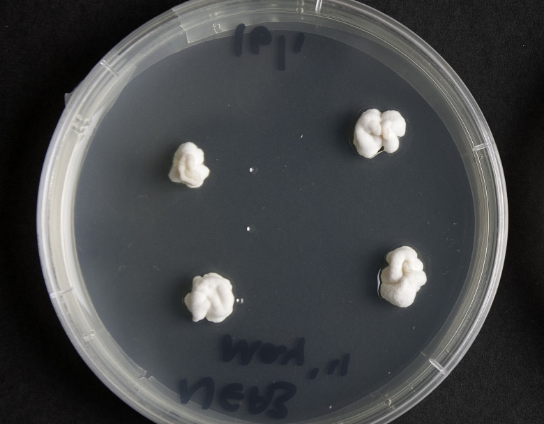 Endophytes on agar_2012