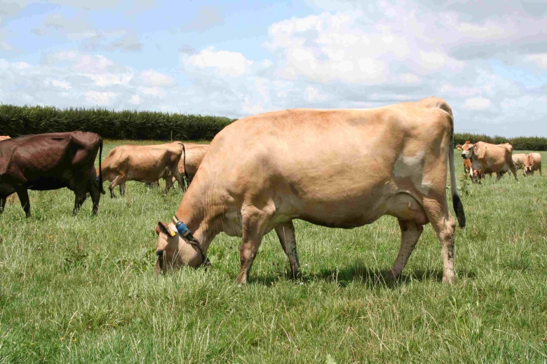 Logan Array grazing SM