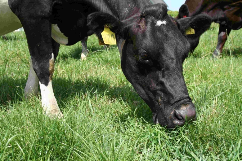 Sean Array cow close up SM