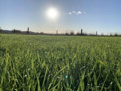 #4 Weed free pasture is the goal.jpg