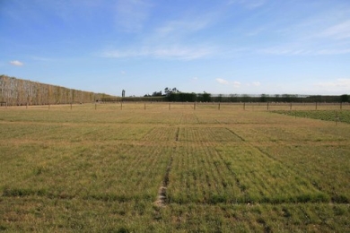 Dry-summer-ryegrass-trial-differences.jpg