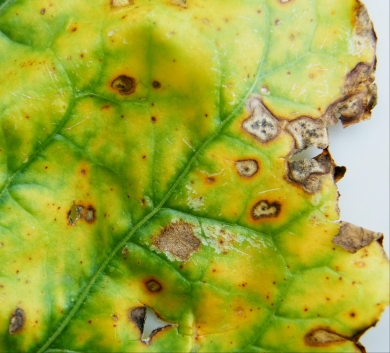 Fodder beet diseases - Alternaria sp.