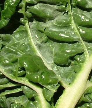 Fodder beet diseases - powdery mildew
