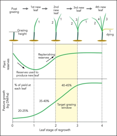 Leaf stage of regrowth.jpg