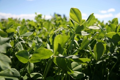 Legume---Laser-persian-clover-sm.jpg