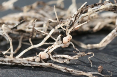 Nodules close up_300.jpg