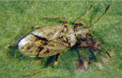 Nysius bug